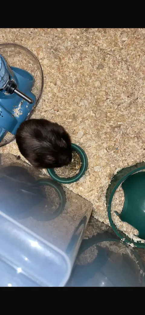 Donne Urgent Hamster Syrien photo 4