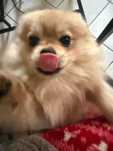 Spitz Nain photo 4