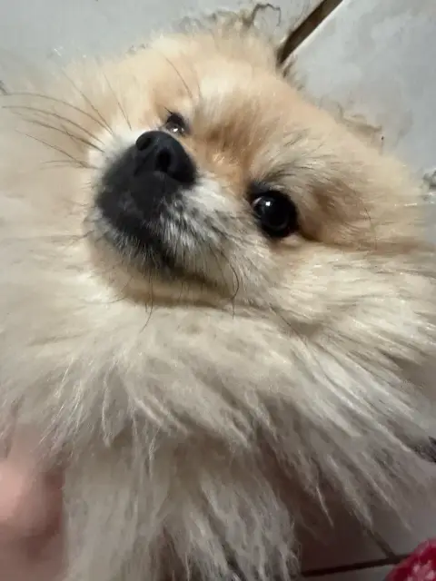 Spitz Nain photo 2