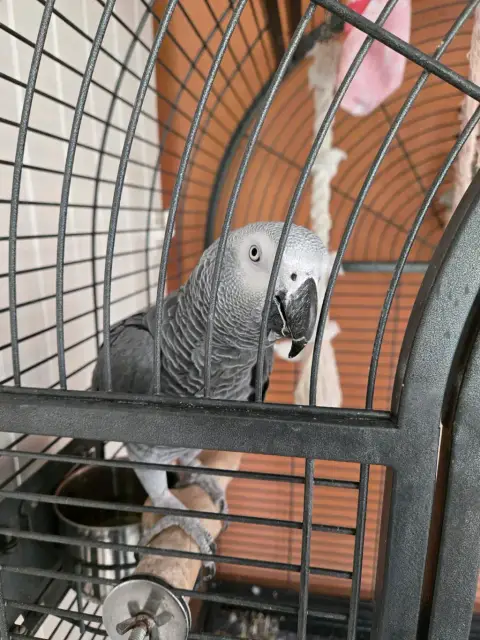 Gris du Gabon photo 2