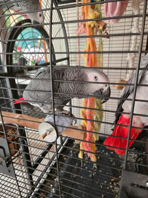 Gris du Gabon photo 3