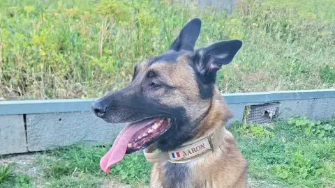 Aaron- Male malinois de 6 ans