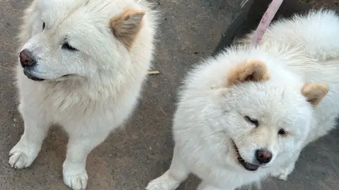 Un Magnifique Chien Obéissant Et Qui Adore Les Enfants photo 2