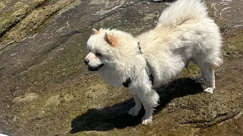 Un Magnifique Chien Obéissant Et Qui Adore Les Enfants photo 3