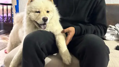 Un Magnifique Chien Obéissant Et Qui Adore Les Enfants