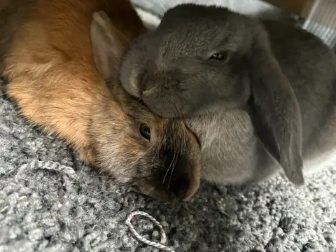 Couple lapin photo 3