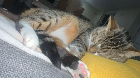 Chatte photo 2