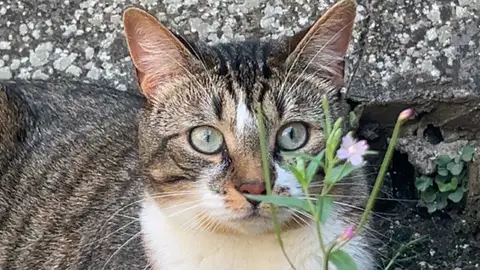 Chatte