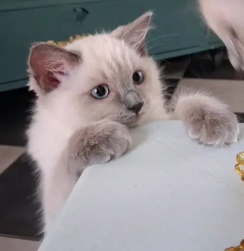 🐾 2 chatons photo 3