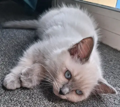 🐾 2 chatons photo 2
