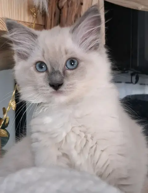 🐾 2 chatons photo 4