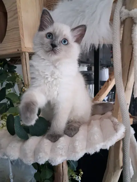 🐾 2 chatons photo 5