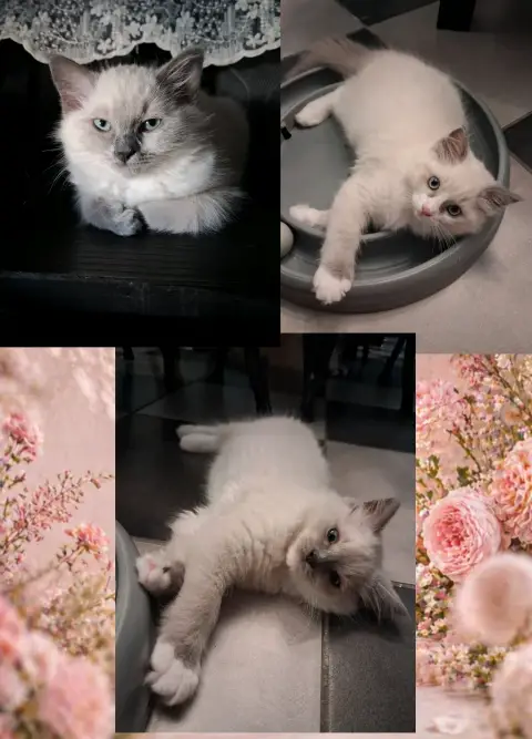 🐾 3 chatons Ragdoll LOOF 🐾 photo 2
