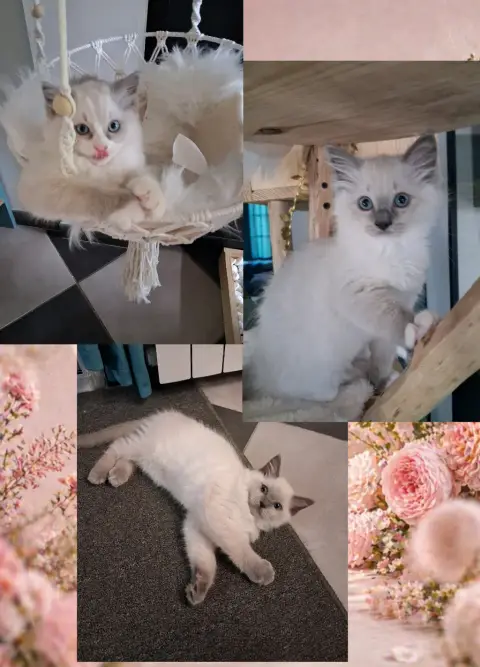 🐾 3 chatons Ragdoll LOOF 🐾