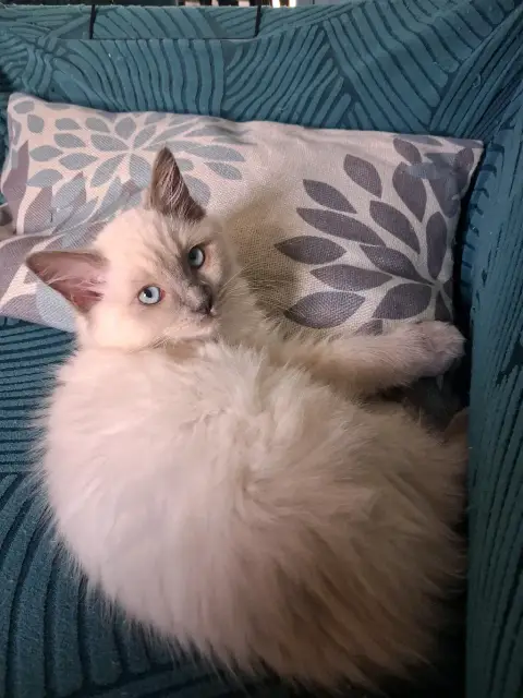 🐾 2 chatons photo 6