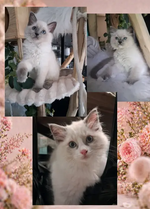 🐾 3 chatons Ragdoll LOOF 🐾 photo 3