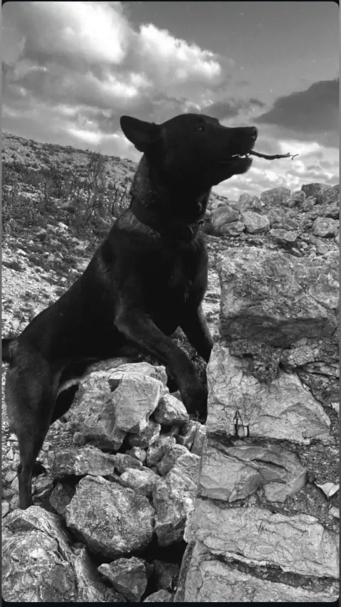 Malinois photo 2