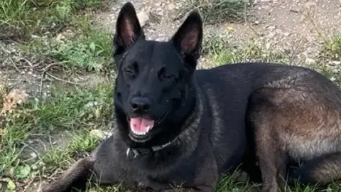 Malinois