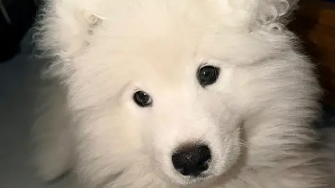 Adoption Boska