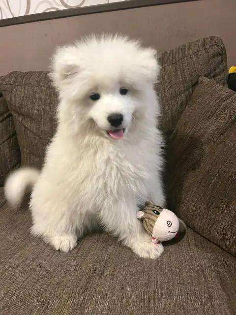 Adoption Boska photo 4
