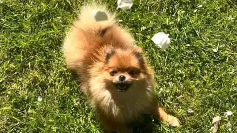 Adoption Kimi