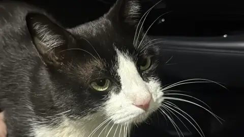 Oreo, chat perdu