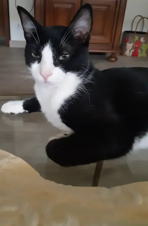 Oreo photo 2