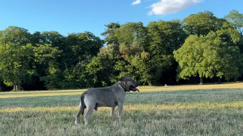 Bouledogue Américain photo 6