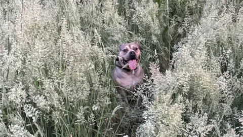 Bouledogue Américain photo 4