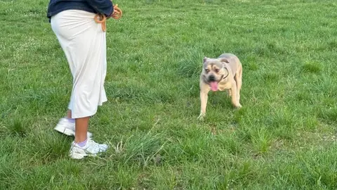 Bouledogue Américain photo 3