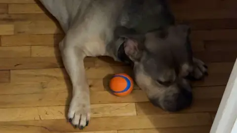 Bouledogue Américain photo 2