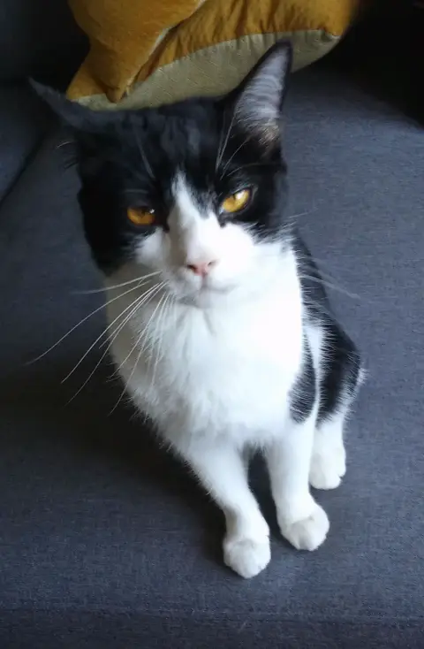 Chat européen