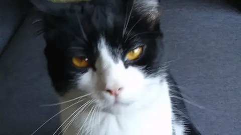 Chat européen
