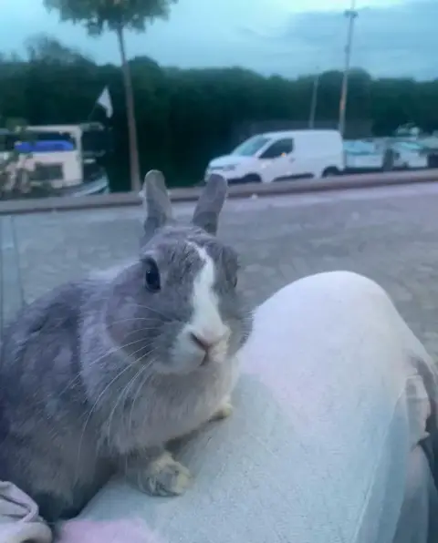 🐰 Recherche famille d’accueil pour Lamita 🐰 photo 2