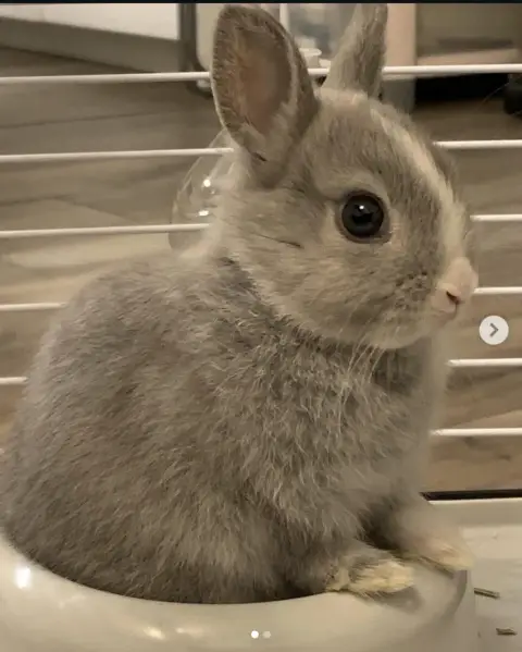 🐰 Recherche famille d’accueil pour Lamita 🐰 photo 5