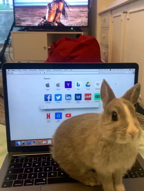 🐰 Recherche famille d’accueil pour Lamita 🐰 photo 4