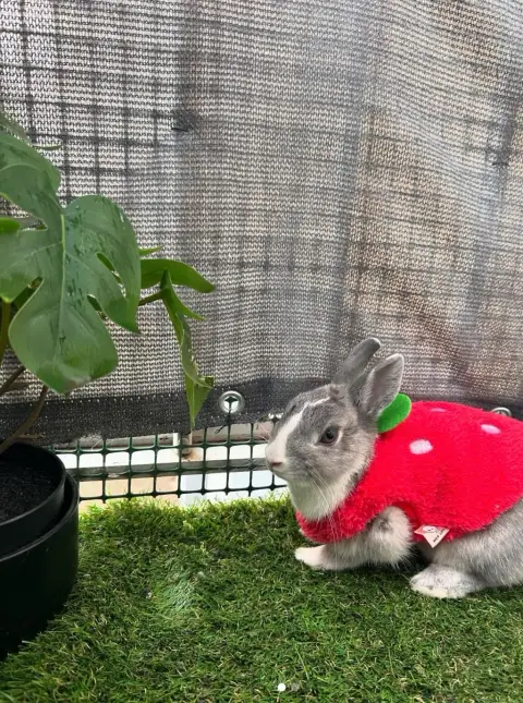 🐰 Recherche famille d’accueil pour Lamita 🐰