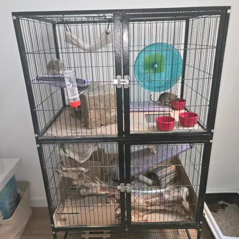 2 octondons avec cage et accessoires photo 3