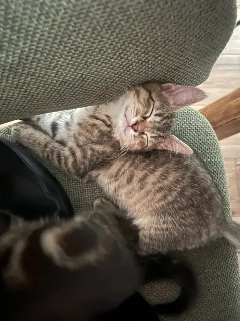 Chaton photo 4