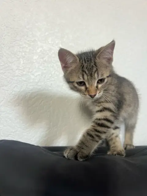 Chaton photo 2