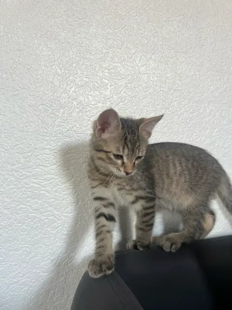 Chaton photo 6