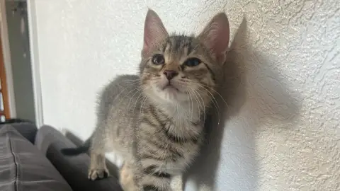 Chaton