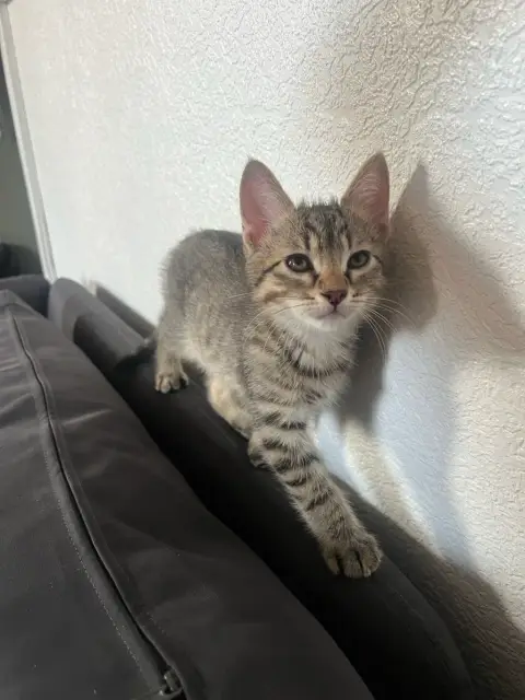 Chaton photo 3