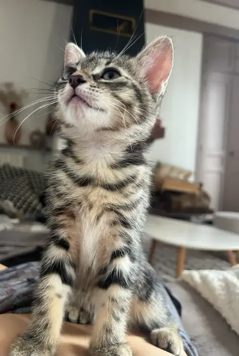 Chaton photo 5