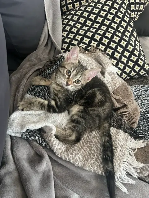 Chaton