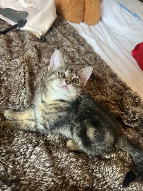 Chaton photo 6
