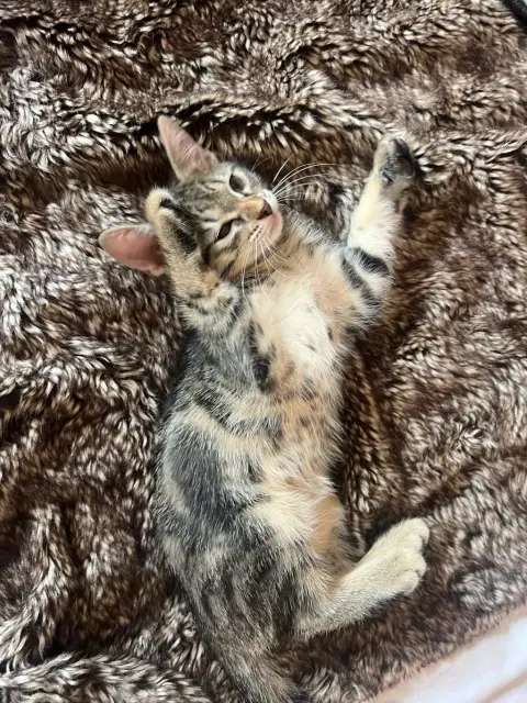 Chaton photo 2