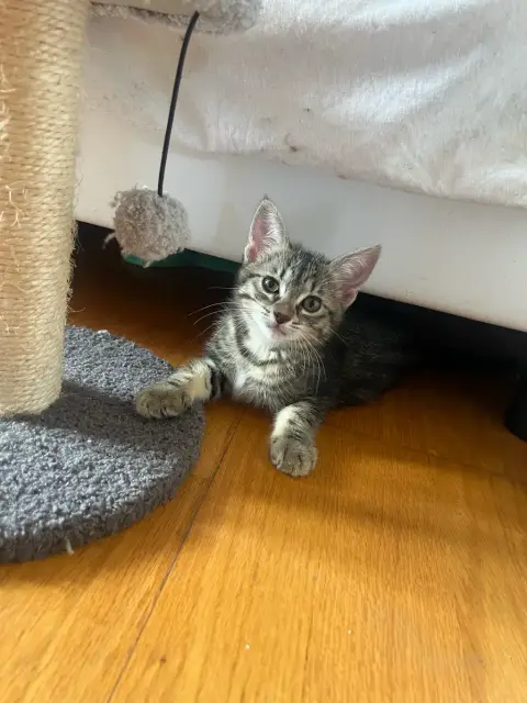 Chaton photo 3