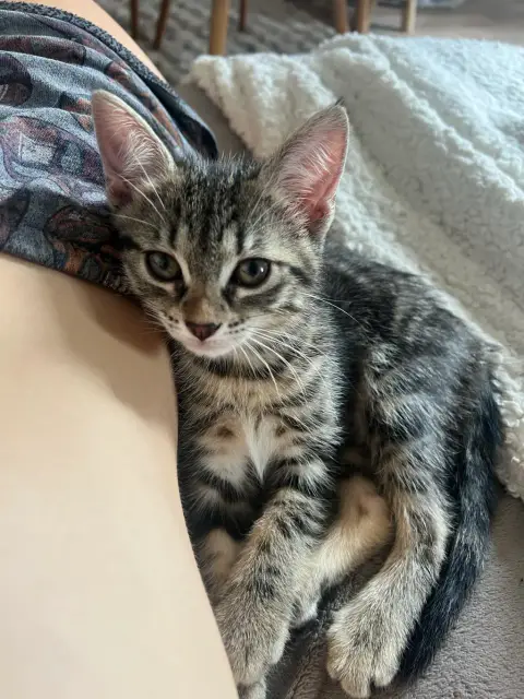 Chaton photo 4