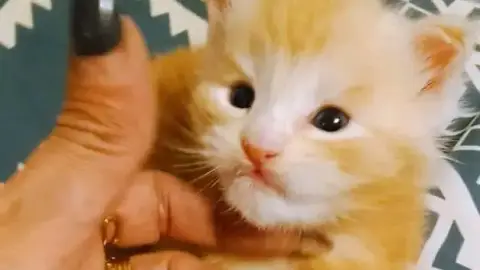 Sublime chaton maine coin a donner